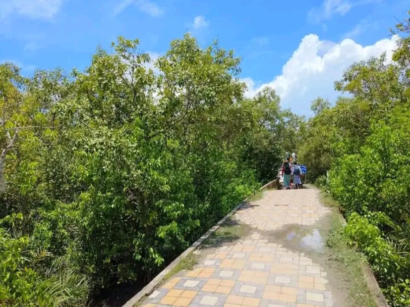 henry island, mangrove, bakkhali, sea beach,