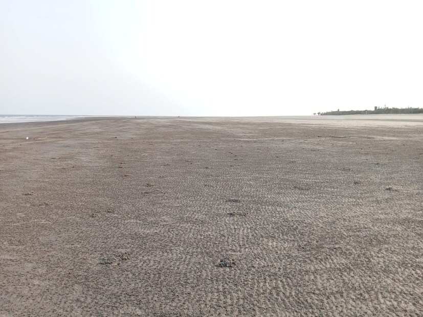 henry island, mangrove, bakkhali, sea beach,