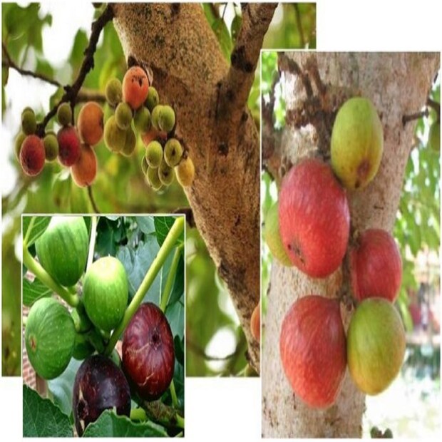কোষ্ঠকাঠিন্যের জন্য ডুমুরের উপকারিতা। ডুমুর খাওয়ার পুষ্টিগুণ ও উপকারিতার কথা যদি বলি, ডুমুরে প্রচুর পরিমাণে ফাইবার থাকে, তাই তো বিশেষজ্ঞরা কোষ্ঠকাঠিন্য বা পাইলসের রোগীদের ডুমুর খাওয়ার পরামর্শ দেন। এটি মলত্যাগ স্বাভাবিক করে শিথিল করে। অন্ত্রকে সুস্থ রাখতে ডুমুর খাওয়া উচিত।