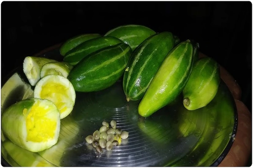 পটল রান্নার সময়ে তার বীজগুলি ফেলে না দিয়ে, আরও একটি কারণে সেগুলি খাওয়া উচিত। বিজ্ঞানীরা বলছেন, পটলের বীজের কয়েকটি উপাদান রোগ প্রতিরোধ শক্তি বাড়াতে সাহায্য করে। ফলে জ্বর-সর্দি-কাশিও কমে।