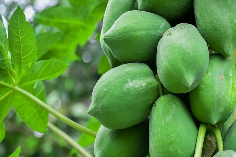 প্রতিদিন সকালবেলা এক গ্লাস জল এর সঙ্গে খালি পেটে কাঁচা পেঁপে চিবিয়ে খেলে গ্যাসের সব সমস্যা থেকেও মুক্তি পাবেন।