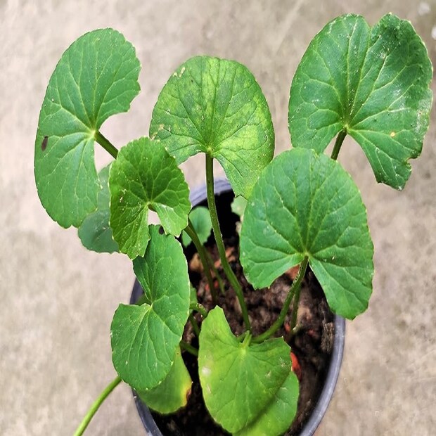 অনিদ্রার সমস্যা কমায়: থানকুনি পাতায় অ্যান্টিঅক্সিডেন্ট এবং অ্যান্টিইনফ্লেমেটরি (প্রদাহনাশক) উপাদান থাকায় এটি মানসিক চাপ কমাতে সাহায্য করে। একইসঙ্গে স্নায়ুতন্ত্রকে শান্ত করে অনিদ্রার সমস্যা দূর করে।