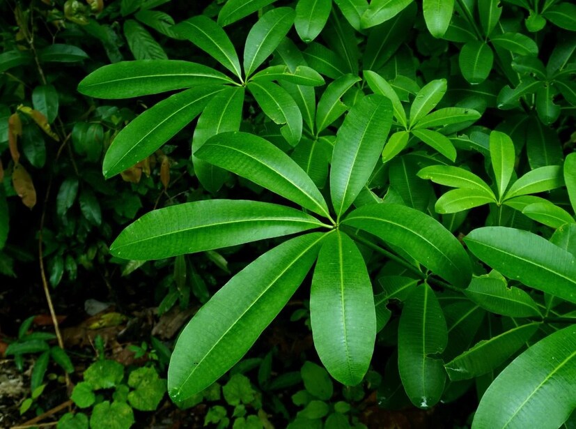 আয়ুষ বিভাগের বিশেষজ্ঞ ডা. ব্রজেশ কুলপারিয়া জানান, সপ্তপর্ণী এমন একটি ঔষধি গাছ, যাতে সাতটি পাতার গুচ্ছ রয়েছে, যার কারণে এই গাছটির নাম সপ্তপর্ণী রাখা হয়েছে। এটি বেশিরভাগ ক্ষেত্রে সর্দি, কাশি এবং জ্বরে ব্যবহৃত হয়। ২০১৯ সালে, যখন সমগ্র দেশ কোভিড ১৯-এর কবলে অস্থির, তখন আয়ুষ রোগীদের জন্য একটি আয়ুর্বেদিক ওষুধ বিতরণ শুরু করে, যার অন্যতম উপাদান ছিল সপ্তপর্ণী।