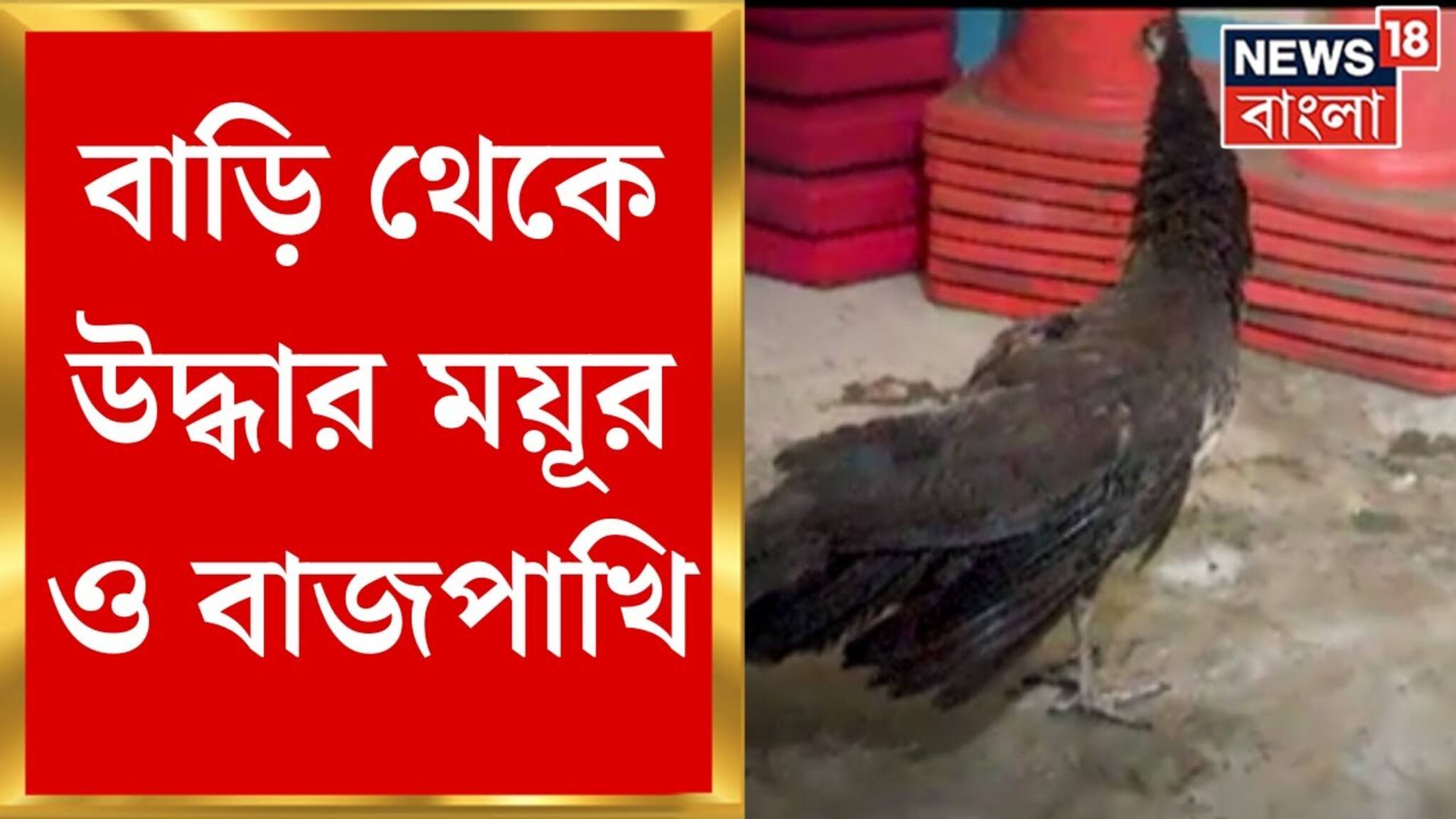 জয়নগরের একটি বাড়ি থেকে উদ্ধার ময়ূর ও বাজপাখি! পলাতক অভিযুক্ত