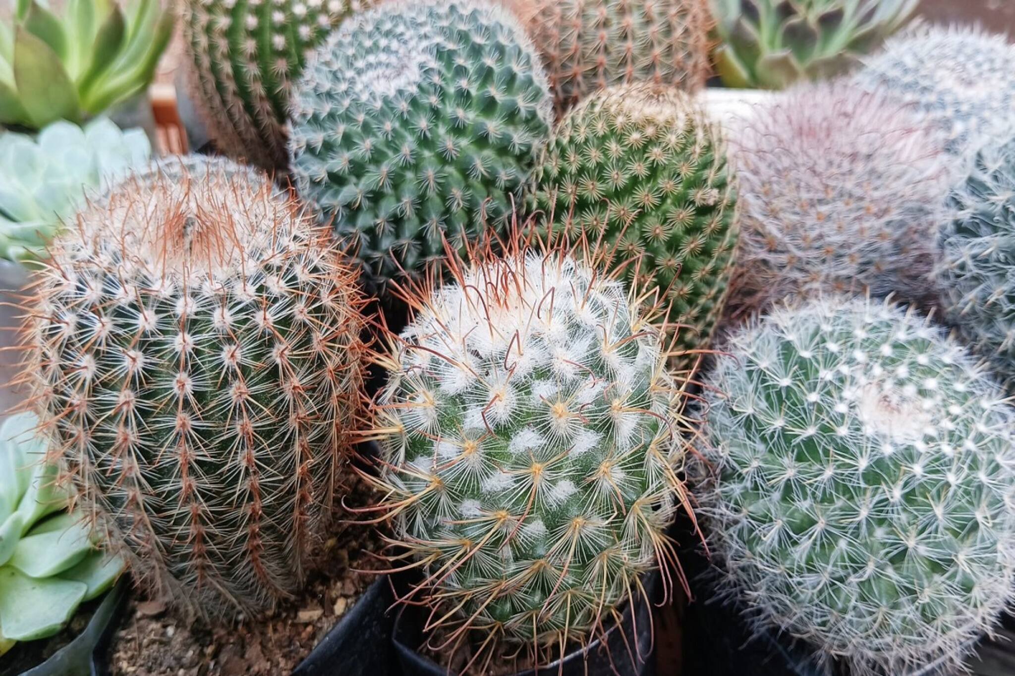 সহজ উপায়ে শখের ক্যাকটাস দীর্ঘদিন বাড়িতেই বাঁচিয়ে রাখা সম্ভব, জানুন