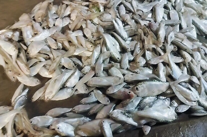 মানবদেহে দৈনিক প্রচুর ক্যালসিয়ামের চাহিদা থাকে। বিশেষ করে বাড়ন্ত শিশু, গর্ভবতী মা এবং প্রসূতি মায়েদের ক্যালসিয়ামের চাহিদা আরও বেশি প্রয়োজন। ট্যাংরা মাছ রক্তের স্বল্পতা জনিত রোগ বা দুর্বলতা কাটাতে সাহায্য করে। শরীরে আনে বল। ১০০ গ্রাম ট্যাংরা মাছে থাকে ১০৬ ক্যালোরির শক্তি। ১৯.২ গ্রাম থাকে প্রোটিন, চর্বি থাকে ৬.৫ গ্রাম, ক্যালসিয়াম থাকে ২৭০ মিলিগ্রাম।