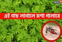 ডেঙ্গির আতঙ্কে ধূপ-কয়েল না, বাড়িতে এই গাছ লাগালেই বাপ বাপ করে পালাবে মশা!
