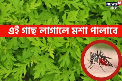 মশা তাড়ানোর উপায়