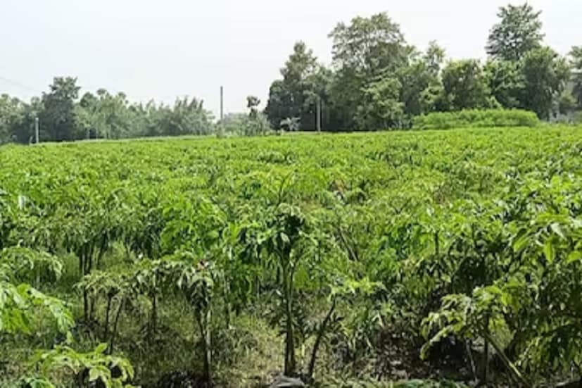 সমস্তিপুরের রামপুর গ্রামের কৃষকরা জানিয়েছেন ওল চাষের পাশাপাশি তাঁদের গ্রামের কৃষকরা অন্যান্য ফসলও লাগানোর চেষ্টা করছেন। এতে তাঁদের মুনাফা আগের তুলনায় অনেকটাই বেড়েছে, তাই তাদের গ্রামের কৃষকরা এখন এই ধরনের চাষে আরও মনোযোগী হতে চাইছেন।