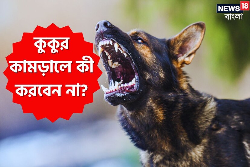 রাস্তায় হঠাৎ কুকুর আক্রমণ করলে অনেকেই আতঙ্কিত হয়ে পড়েন। কুকুর কাউকে আঁচড় বা কামড় দিলে অধিকাংশই শুধু জলাতঙ্কের কথা চিন্তা করে ভীত হন। কিন্তু জলাতঙ্কই নয়, ধনুষ্টংকার-সহ বিভিন্ন ব্যাকটেরিয়া ঘটিত সংক্রামক রোগও ছড়াতে পারে। (Disclaimer: এই প্রতিবেদনটি কেবলমাত্র সাধারণ তথ্যের জন্য, তাই বিস্তারিত জানতে হলে সর্বদা বিশেষজ্ঞের পরামর্শ নিন।)