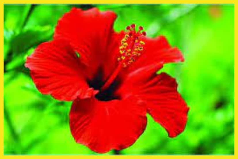 লাল জবা সিদ্ধিদাতা গণেশের অত্যন্ত প্রিয় ৷ এই ফুল নিবেদন করলে শত্রুর বিনাশ ঘটে ৷ জাতক-জাতিকাদের জীবনে সমৃদ্ধি হবে ৷ প্রতীকী ছবি ৷