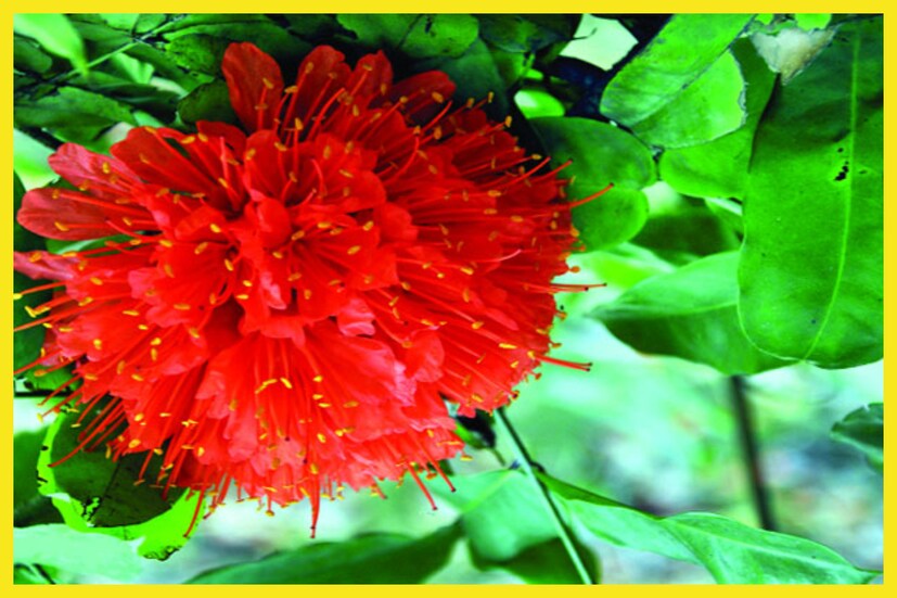 পারিজাত ফুল সাধারণত রাত্রিবেলায় ফোটে ৷ সুগন্ধি, সিদ্ধিদাতা গণেশের প্রিয় ফুল অর্পণ করলে জাতক-জাতিকাদের জীবনে সমৃদ্ধি আসে নেমে ৷ প্রতীকী ছবি ৷