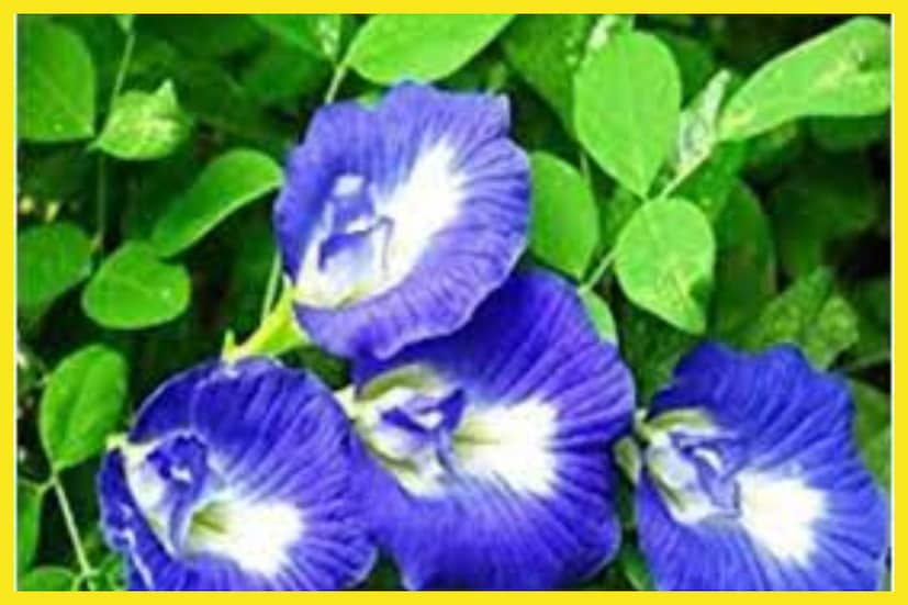 নীল অপরাজিতা সূর্যপুত্র শনিরই শুধুই প্রিয় নয় এই নীল অপরাজিতা ফুল প্রিয় সিদ্ধিদাতা গণেশেরও ৷ প্রতীকী ছবি ৷