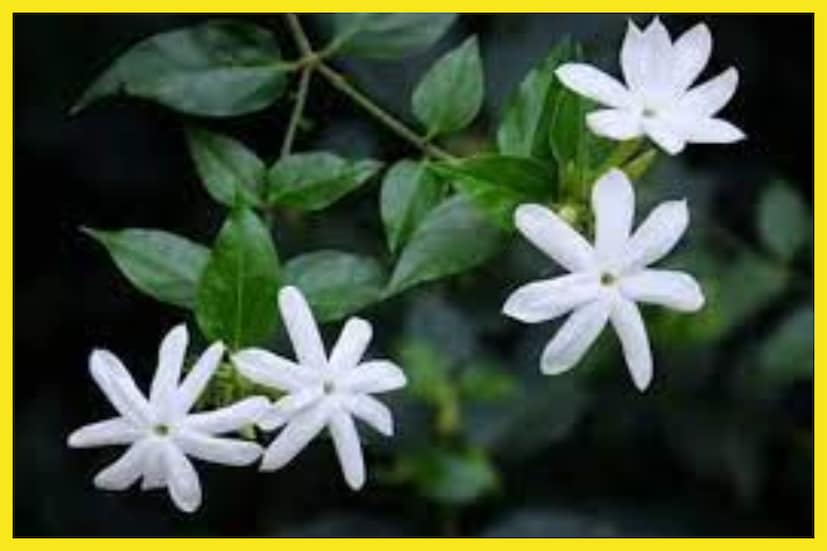 কুন্দ ফুল সারা বছরই পাওয়া যায়, এই ফুলে বিশেষ ভাবে সন্তুষ্ট হন জাতক-জাতিকারা ৷ প্রতীকী ছবি ৷