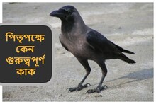 পিতৃপক্ষে কেন খাওয়ানো হয় কাকদের? কী তার ব্যাখ্যা, শুনুন শাস্ত্র বিশেষজ্ঞের মুখে