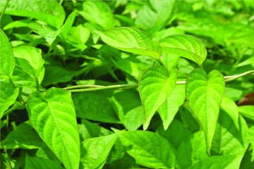 আগাছার মতো জঙ্গলে জন্মায়, 'এই' পাতা শতাধিক রোগের যম! মাত্র ৭ দিনেই ঘটবে ম্যাজিক