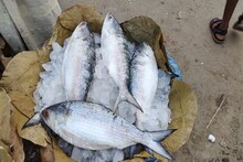 বাজার থেকে নকল ইলিশ কিনে খাচ্ছেন না তো? দিঘার মোহনায় বিরাট ঠকানোর কারবার ফাঁস!
