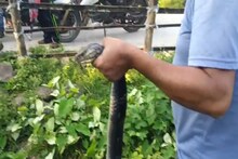 চা বাগানের মহল্লায় রান্নাঘর থেকে উদ্ধার প্রায় ১২ ফুট লম্বা কিং কোবরা, দেখুন