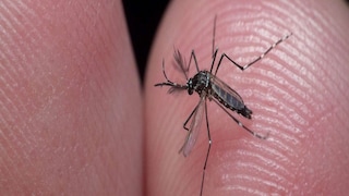 জেলায় জেলায় ডেঙ্গির প্রকোপ জেলায় জেলায় ডেঙ্গির প্রকোপ