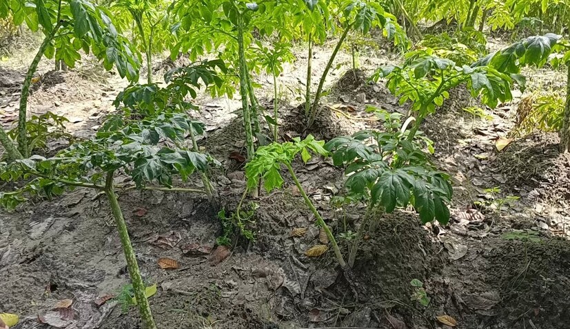  কৃষিকাজ এখন প্রথাগত নিয়মের মধ্যে সীমাবদ্ধ নয়। কৃষকরা যদি সঠিক ভাবে কৃষিকাজ সম্পর্কে একটু গবেষণা করেন তবেই কৃষিতে লাভের সম্ভাবনা অনেকটাই বেড়ে যায়। এর পাশাপাশি যান্ত্রিক সাহায্য পেলে কৃষিকাজ থেকে আয়ের সম্ভাবনা আরও বাড়ে। সমস্তিপুরের কৃষকরা একই রকম ভাবে চাষ করে এখন প্রচুর অর্থ আয় করছেন। 