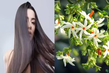 চুল পড়ে মাথায় টাক? পাকা চুলে জেরবার? আপনার সমস্যার সমাধান শিউলিফুলে