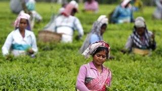 চা বলয়ের ভোট পাওয়ার জন্য সব রকমের প্রচেষ্টা করছে তৃণমূল কংগ্রেস