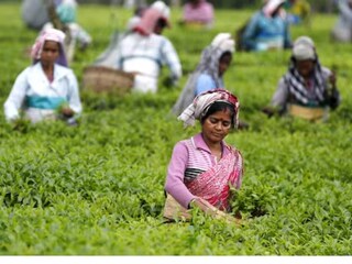 চা বলয়ের ভোট পাওয়ার জন্য সব রকমের প্রচেষ্টা করছে তৃণমূল কংগ্রেস