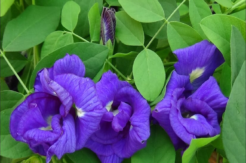 কেরিয়ার সংক্রান্ত সমস্যার সমাধান হয়: বাস্তুশাস্ত্র অনুসারে, কোনও ব্যক্তির জীবনে কেরিয়ার সংক্রান্ত সমস্যা থাকলে, অবশ্যই ঘরে অপরাজিতা গাছ লাগান। এই গাছ সমস্ত বাধা-বিপত্তি দূর করে৷ এই গাছ বাড়িতে থাকলে পরিবারের সদস্যদের শারীরিক সমস্যাও দূর হয়।