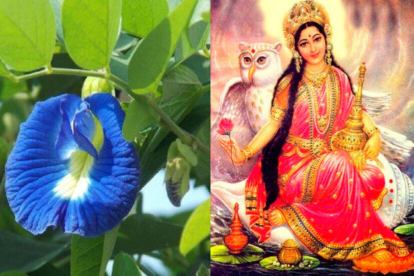 বাড়িতে অপরাজিতা গাছ লাগালে একদিকে যেমন বাড়ির সৌন্দর্য বৃদ্ধি পায়, অন্যদিকে, সংসারে মা লক্ষ্মীর কৃপাও বজায় থাকে৷ এমনটাই জানাচ্ছেন ভোপালের বাসিন্দা জ্যোতিষী ও বাস্তু পরামর্শ দাতা পণ্ডিত হিতেন্দ্র কুমার শর্মা৷ 