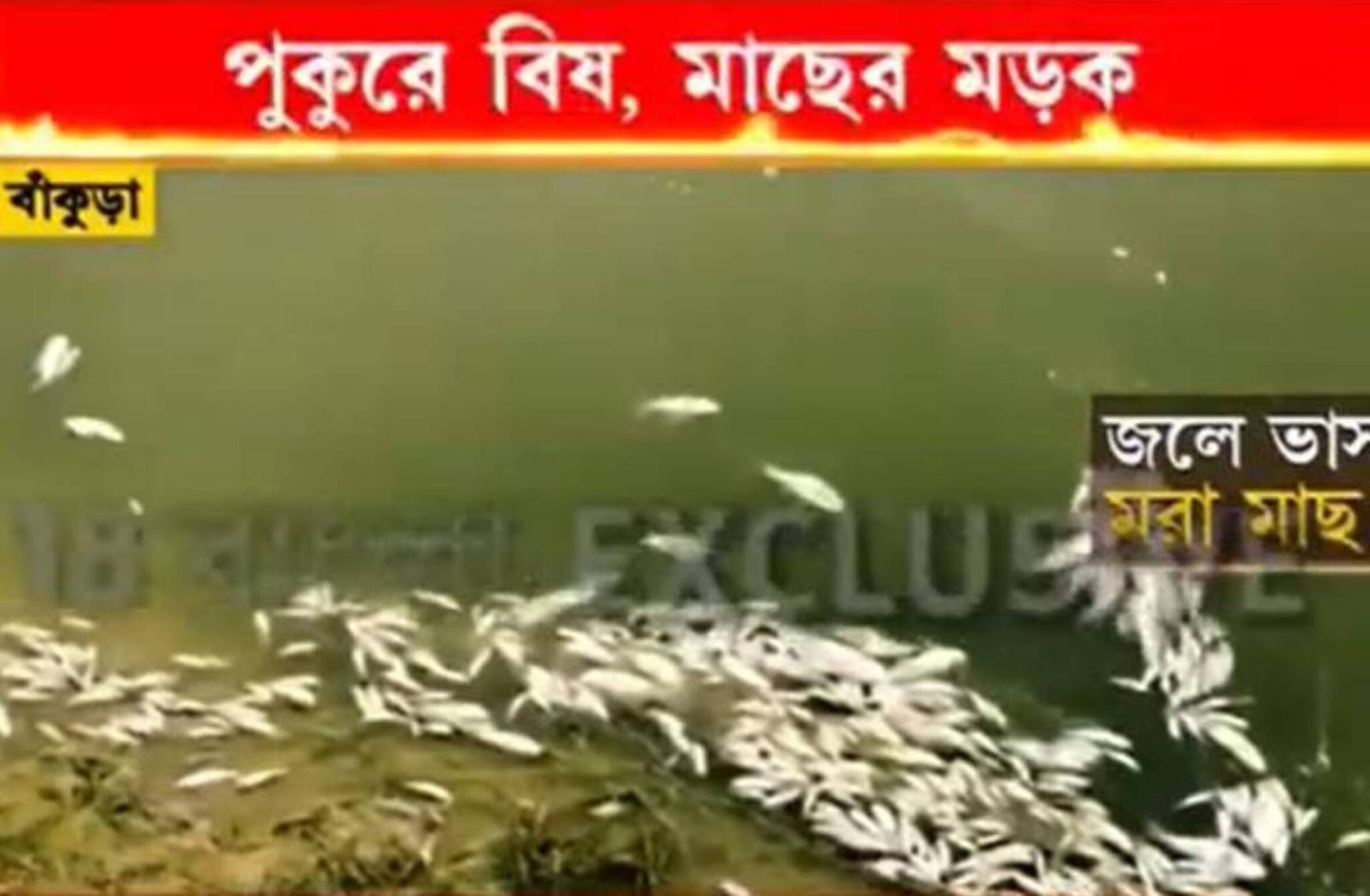 পুকুরে বিষ দিয়ে লক্ষ টাকার মাছ মেরে ফেলার অভিযোগ! কোথায় এমন ঘটনা