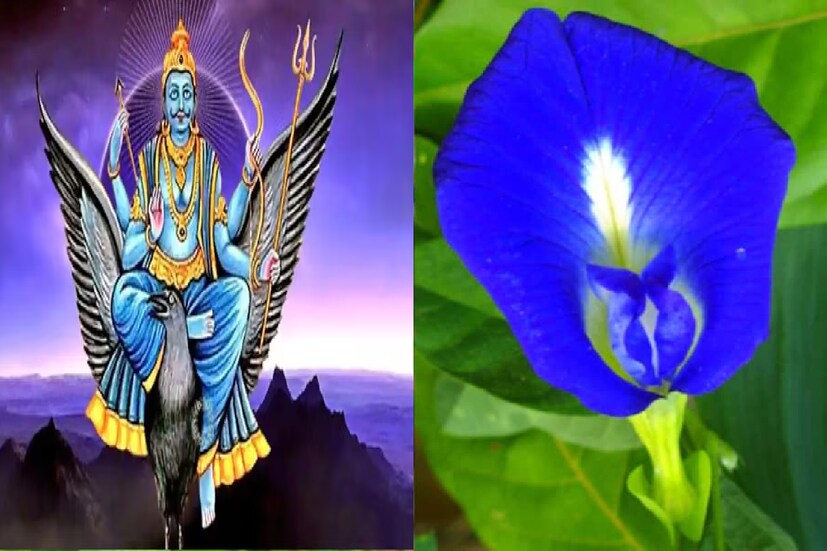 শনি দোষ থেকে মুক্তি: জ্যোতিষশাস্ত্র অনুসারে, শনিবার শনিদেবকে অপরাজিতা ফুল অর্পণ করলে তাঁর অশুভ দৃষ্টি থেকে রক্ষা পাওয়া যায়।
