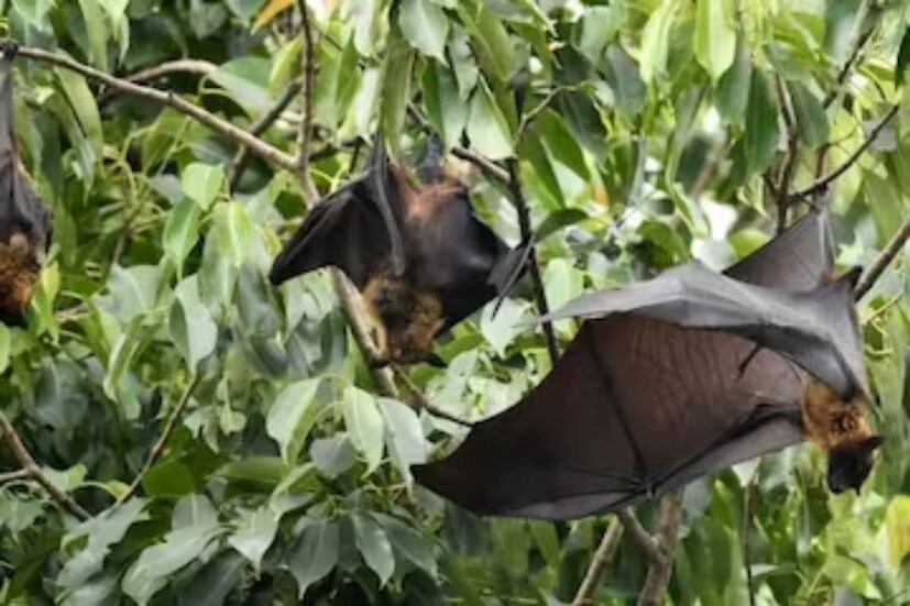 বাদুড় যদি কোনও বাড়িতে প্রবেশ করে তবে এটি বাড়ির সদস্যদের মধ্যে বিবাদ ও বিবাদের কারণ হতে পারে। ঘরে বাদুড়ের উপস্থিতিও বৈবাহিক জীবনে সমস্যার ইঙ্গিত দেয়।