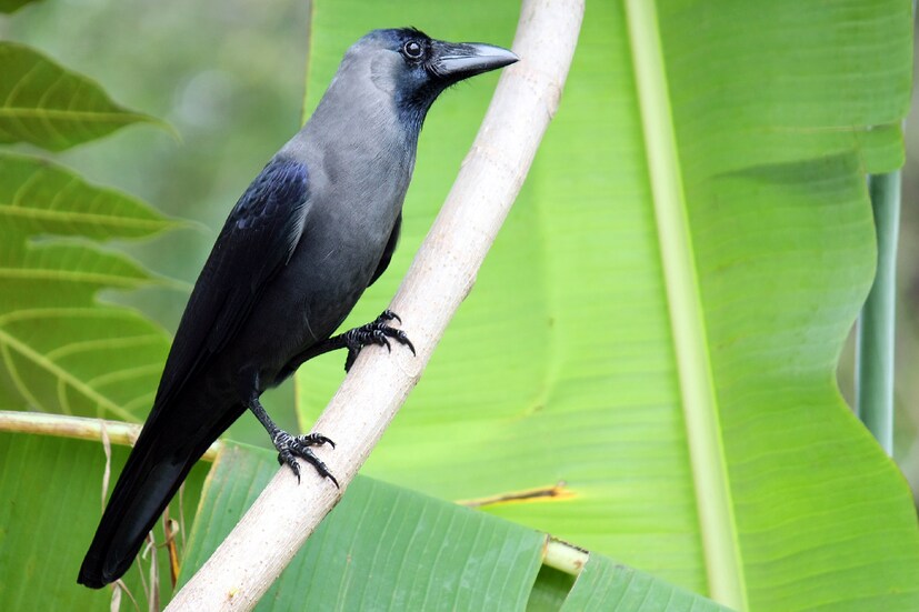 পিতৃপক্ষের সময় কাককে খাওয়ানোর বিশেষ তাৎপর্য রয়েছে বলে কথিত আছে। ধর্মীয় বিশ্বাস অনুসারে, কাক যমের প্রতীক হিসেবে পরিচিত। এই সময়, কাকের উপস্থিতি পূর্বপুরুষদের আশেপাশে থাকার লক্ষণ হিসাবে বিবেচিত হয়। ধর্মীয় বিশ্বাস অনুযায়ী, পিতৃপক্ষের ১৫ দিন কাকেদের খাবার খাওয়ানো উচিত। 