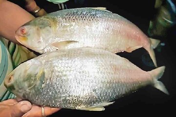 পুজোর আগে কেমন হবে ইলিশের দাম? শুনলে আর কড়াই চাপাতে ইচ্ছে করবে না...