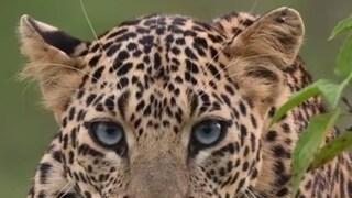 বন্যপ্রাণীরা লোকালয়ে ঢুকে পড়েছে (ফাইল ছবি)