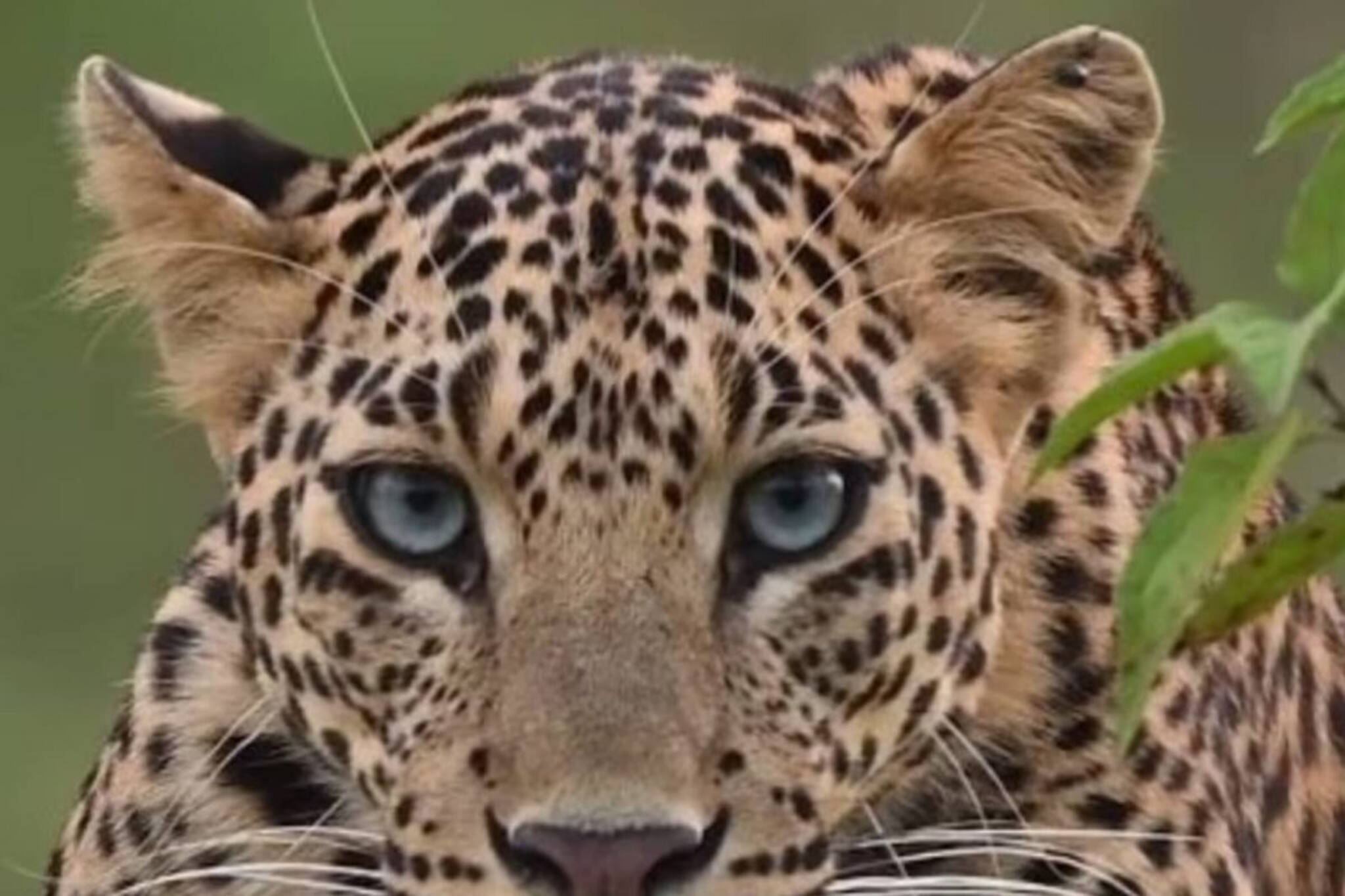 প্রয়োজনে বন্যপ্রাণীদের ঘুমপাড়ানি ইঞ্জেকশন দেওয়ার বিশেষজ্ঞ কোথায়? খুঁজছে বন দফতর