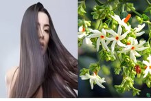 চুল পড়ে মাথায় টাক? পাকা চুলে জেরবার? আপনার সমস্যার সমাধান শিউলিফুলে