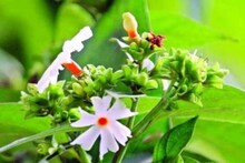 ব্লাড সুগার আর বাতের ব্যথায় কষ্ট? নিয়মিত খান শিউলিপাতার রস, জানুন উপকারিতা