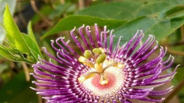 ঝুমকোলতা