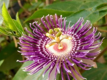 ঝুমকোলতা