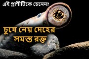 চুষে নেয় দেহের সমস্ত রক্ত, রক্ষা পায়নি ডাইনোসরও! ভয়ঙ্কর এই প্রাণীটিকে চেনেন?