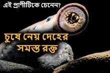 চুষে নেয় দেহের সমস্ত রক্ত, রক্ষা পায়নি ডাইনোসরও! ভয়ঙ্কর এই প্রাণীটিকে চেনেন?