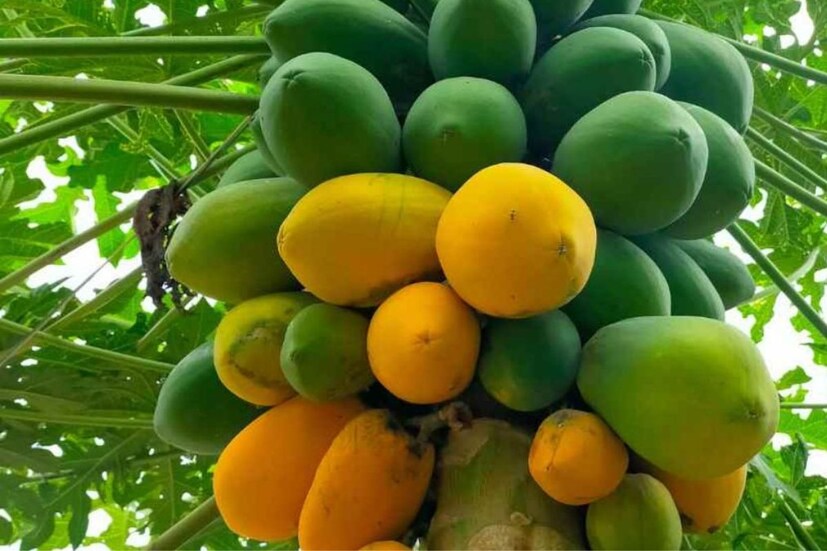 পেঁপেতে রয়েছে ভরপুর বিটাক্যারোটিন এবং ভিটামিন সি যা চোখকে স্বাস্থ্যকর বানাতে বিশেষ সাহায্য করে।
