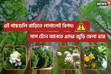 এই ৬ গাছ ভুলেও বাগানে লাগাবেন না, সাপ টেনে আনতে এদের জুড়ি মেলা ভার এই ৬ গাছ ভুলেও বাগানে লাগাবেন না, সাপ টেনে আনতে এদের জুড়ি মেলা ভার