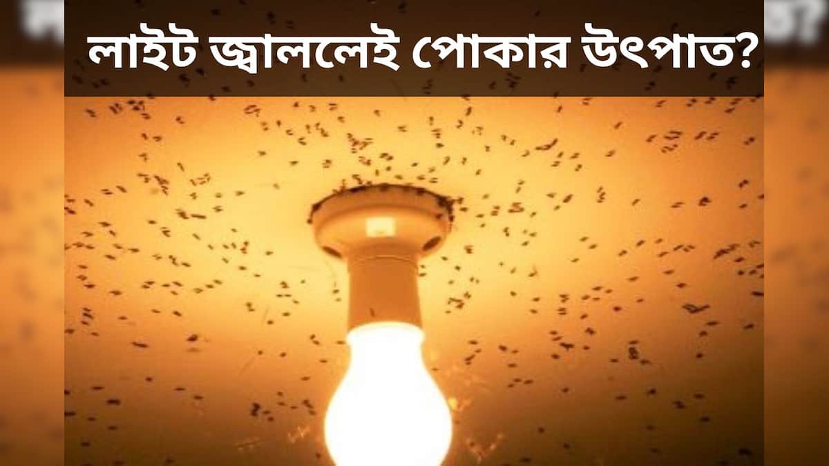 Insect Problem: লাইট জ্বাললেই পোকার উ‍ত্‍পাত? এই পাঁচ সহজ উপায়ে বিদায় ...