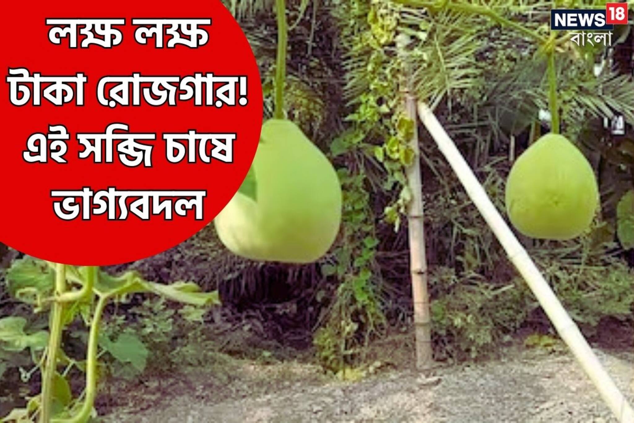 Agriculture News : খরচ মাত্র ৩০ হাজার টাকা, কিন্তু রোজগার আকাশছোঁয়া! এই সবজি চাষ করে ভাগ্যবদল করুন