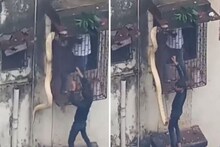 ১০ ফুট! বাড়ির জানালায় ঝুলে ওটা কী? এ কী ভয়াল হাড়হিম দৃশ্য দেখুন