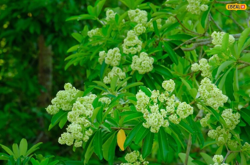 এই গাছটি নানা চিকিৎসায় খুবই কার্যকরী। এটি এমন একটি উদ্ভিদ যা আয়ুর্বেদিক সিদ্ধ ও ইউনানি চিকিৎসা-সহ আরও অনেক রোগের চিকিৎসায় ব্যবহৃত হয়। দুর্বলতা দূর করা থেকে শুরু করে ক্ষত নিরাময় এবং পুরুষত্বহীনতা থেকে জন্ডিস পর্যন্ত বিভিন্ন স্বাস্থ্য সমস্যার চিকিৎসায় সপ্তপর্ণী একটি কার্যকর ওষুধ হিসেবে পরিচিত।