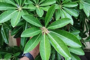 পুরুষত্বহীনতা দূর করতে অত্যন্ত কার্যকরী, সারায় আরও হাজার রোগ, জানুন বিশদে