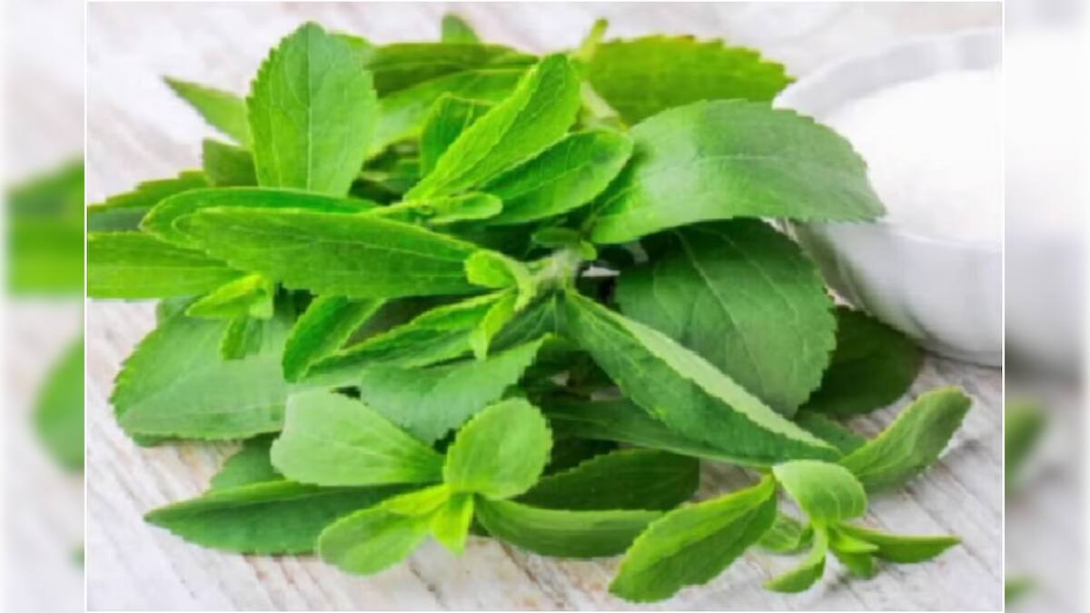 lifestyle। health। medicinal plant। leaves। stevia। sugar। diabetes
